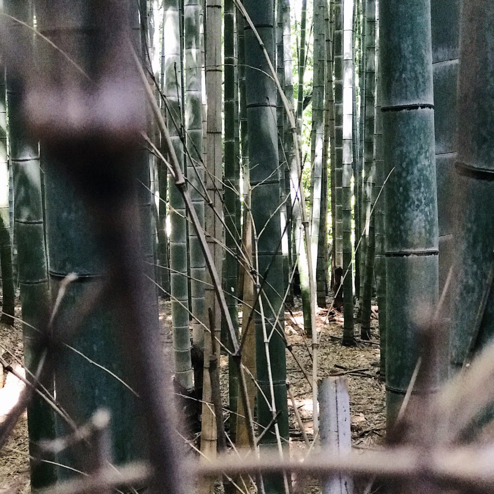 Peeking through the bamboo in Arashiyama (嵐山)