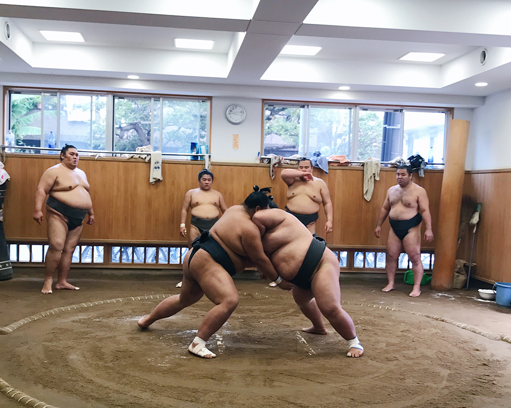 Sumo stable